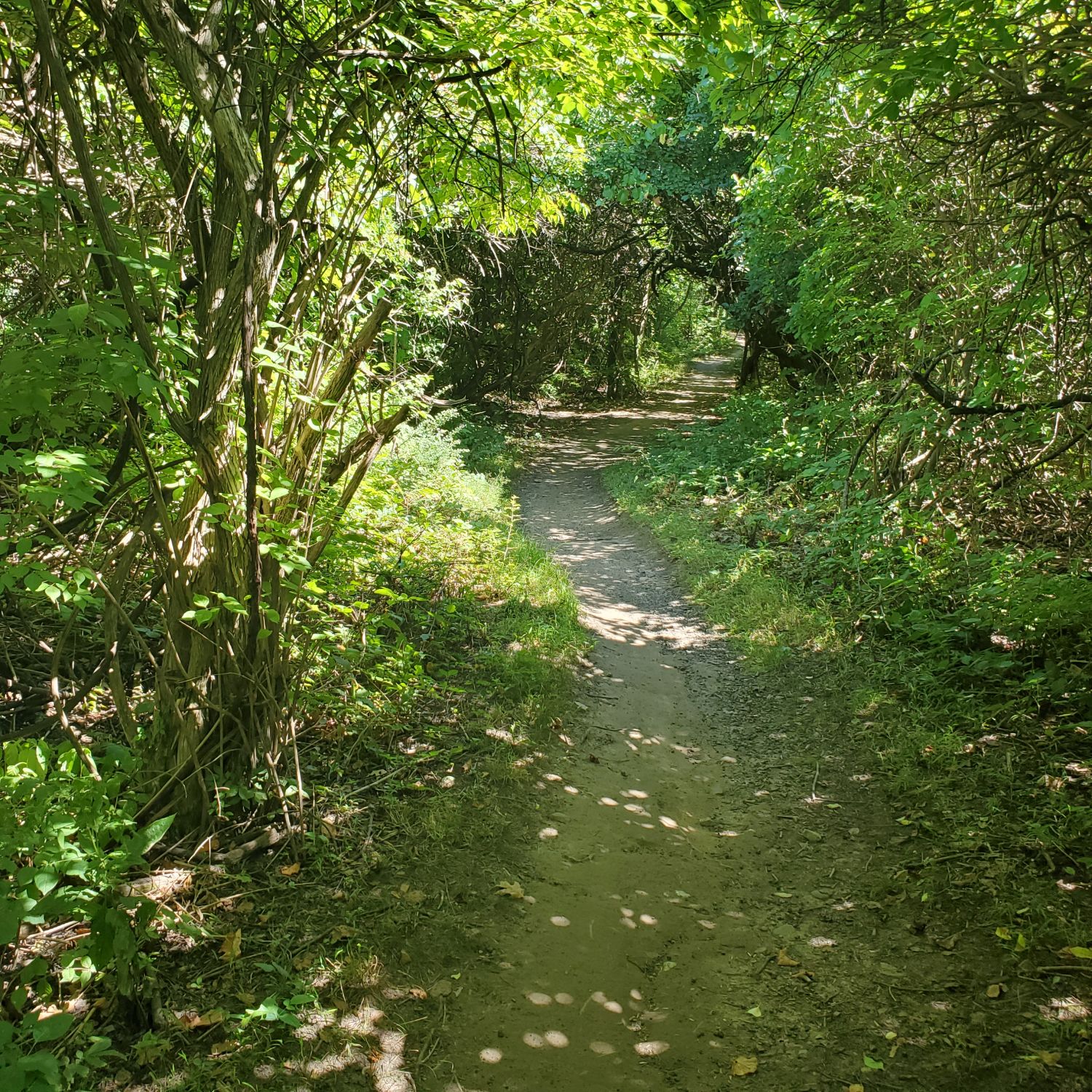 Orange Palos Trail 